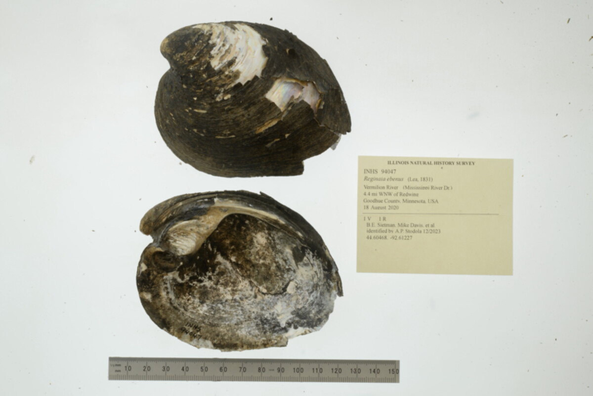 Fusconaia ebena image