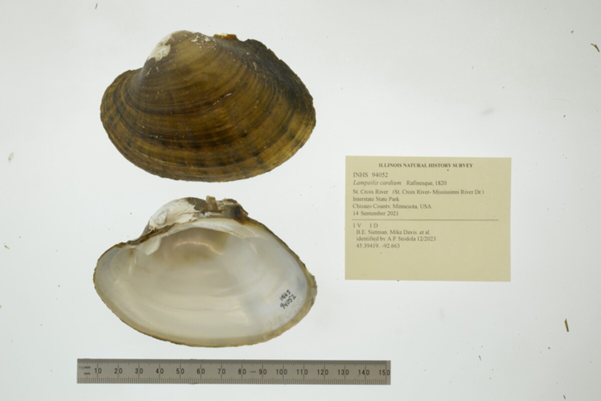 Lampsilis cardium image