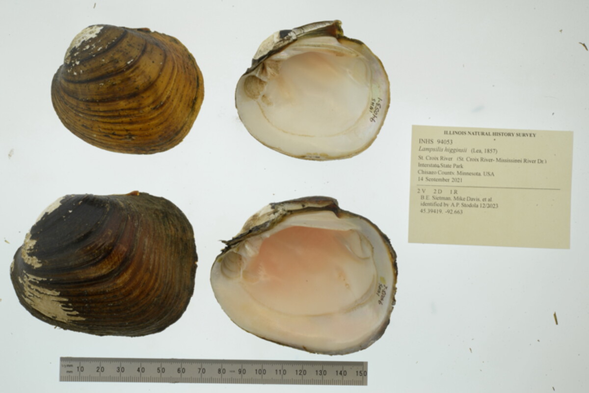 Lampsilis image