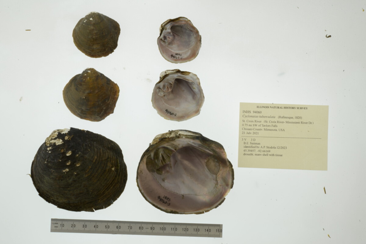 Cyclonaias tuberculata image