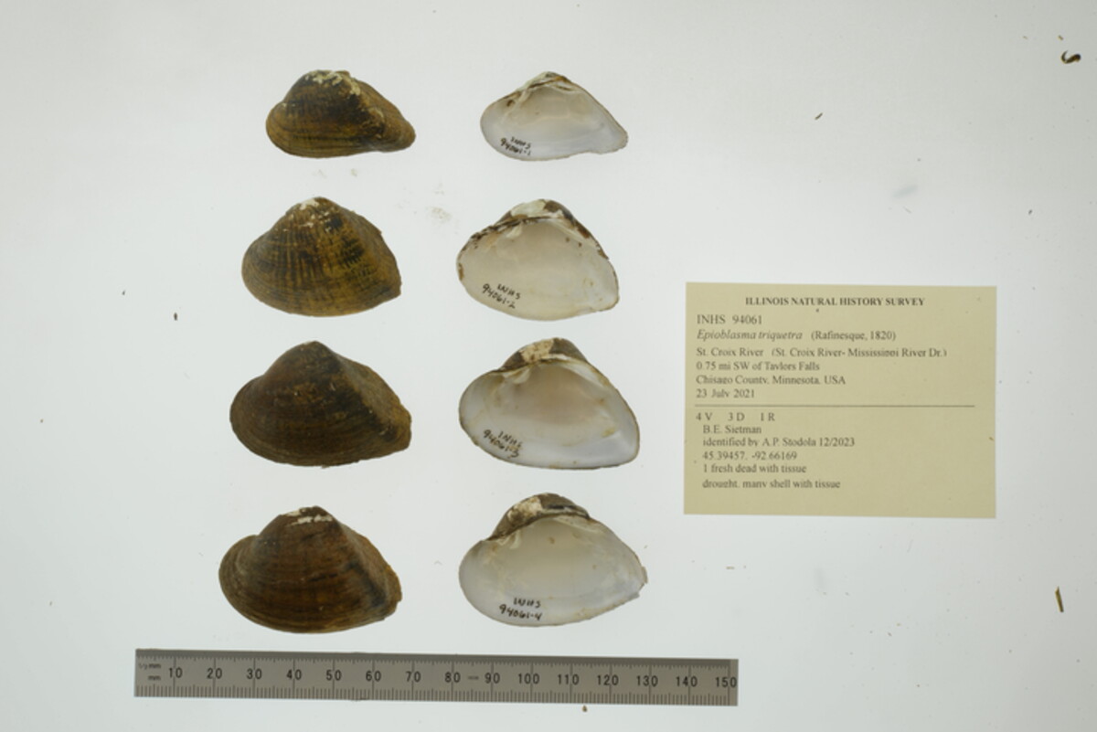 Epioblasma triquetra image