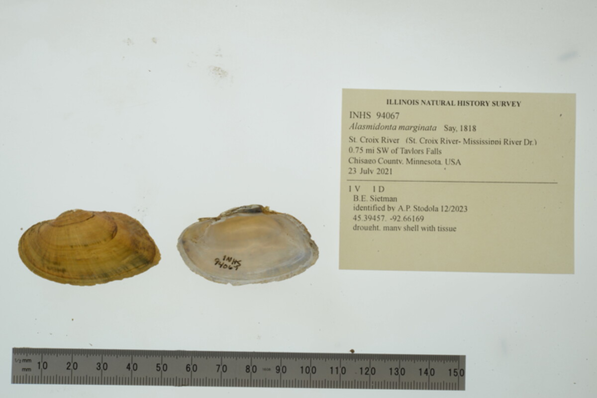 Alasmidonta image