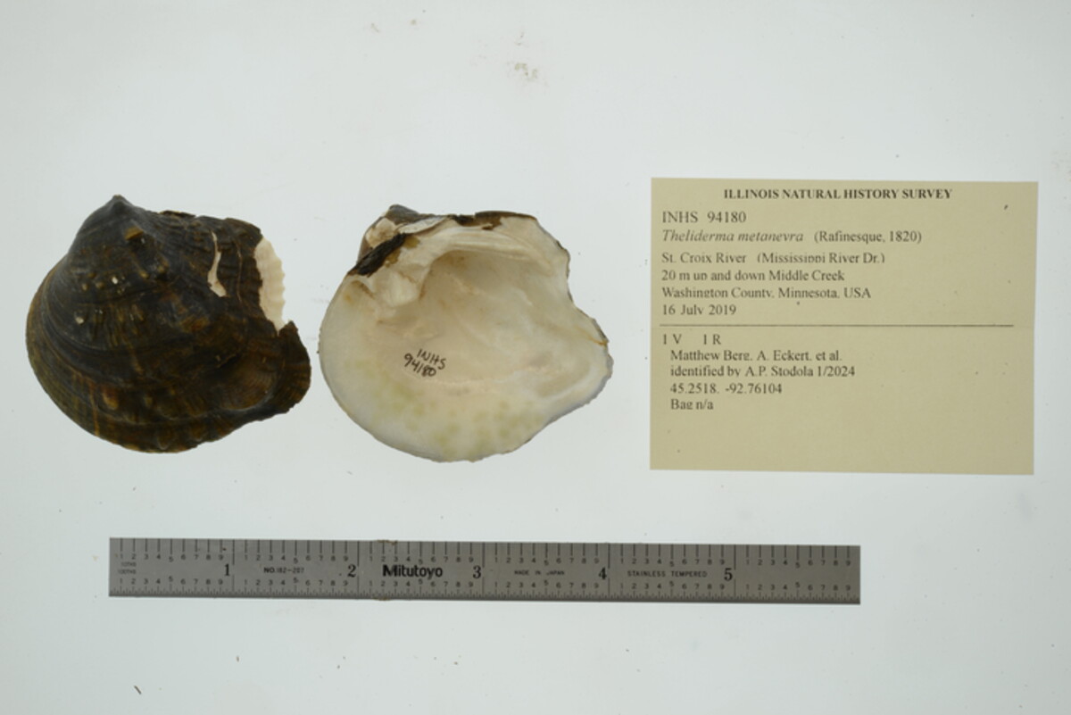 Theliderma metanevra image
