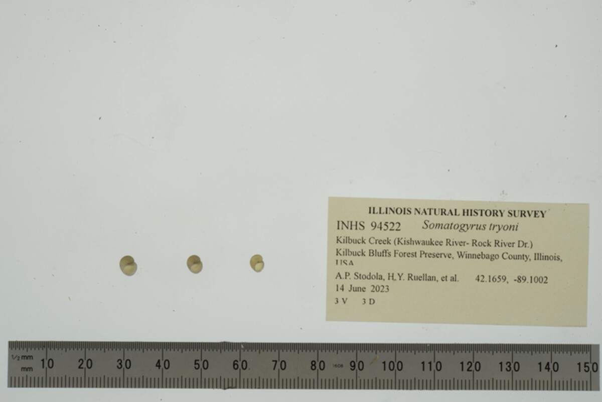 Somatogyrus tryoni image