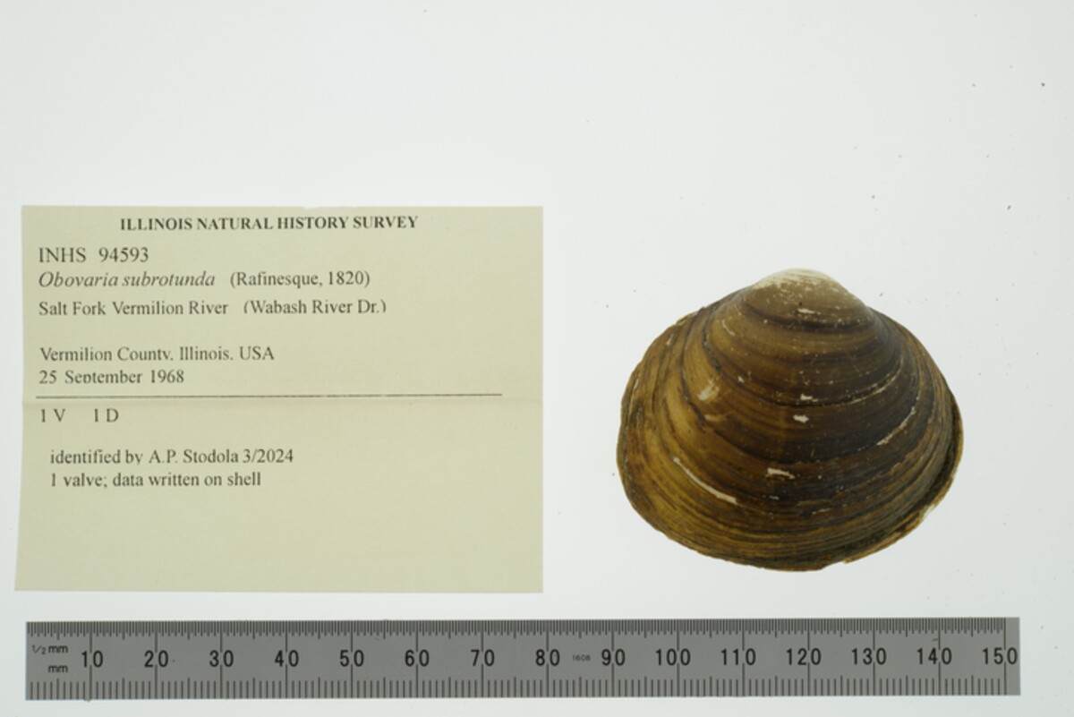 Obovaria subrotunda image