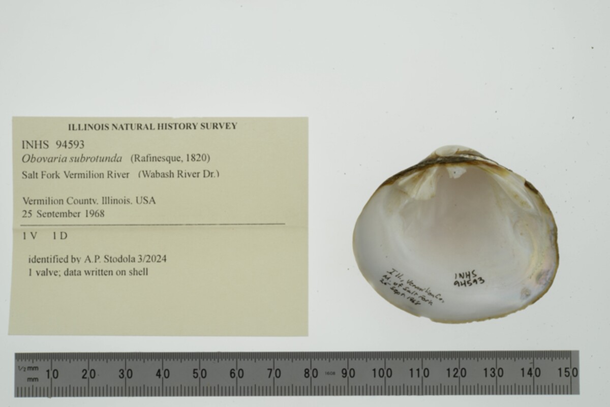 Obovaria subrotunda image