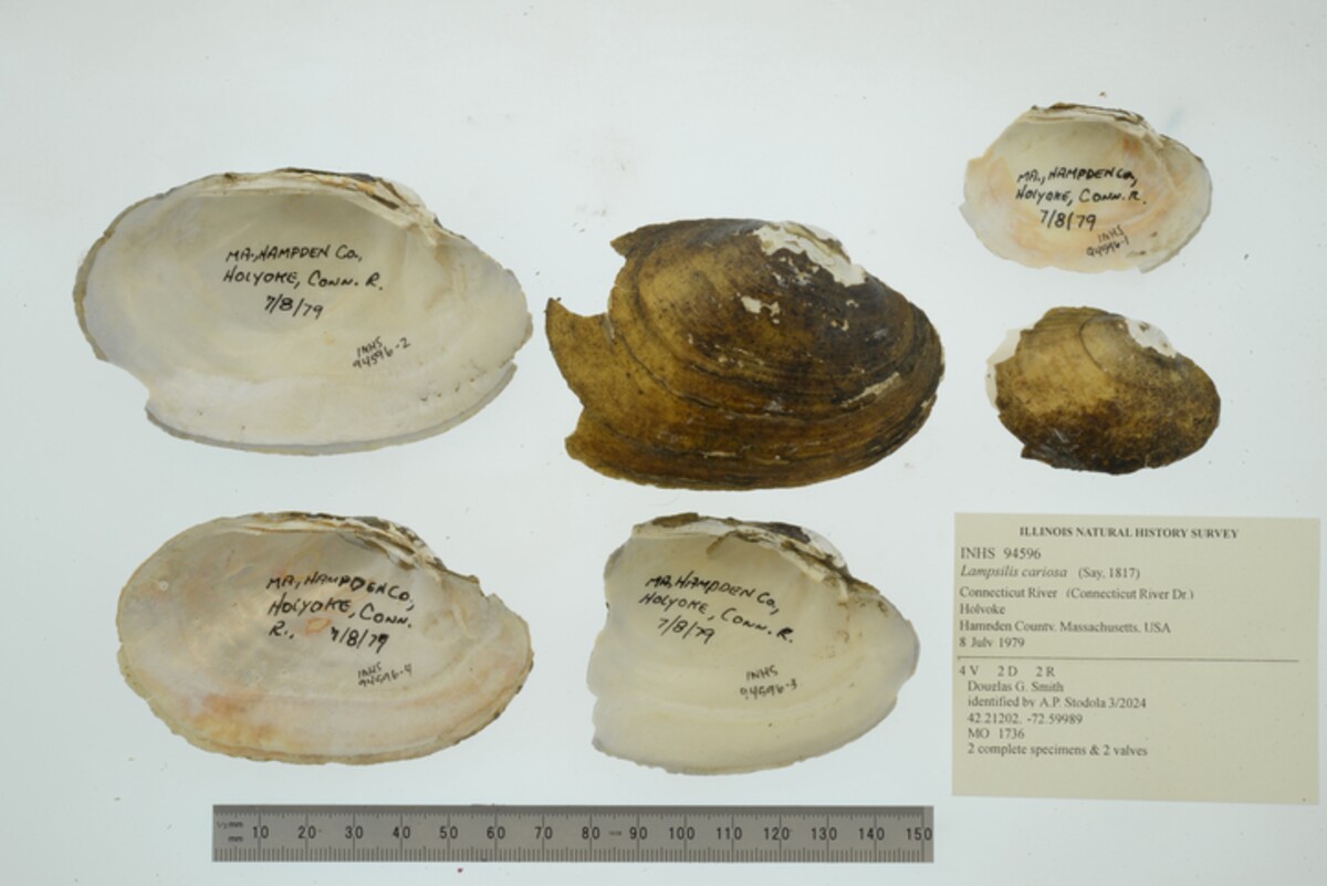 Lampsilis cariosa image