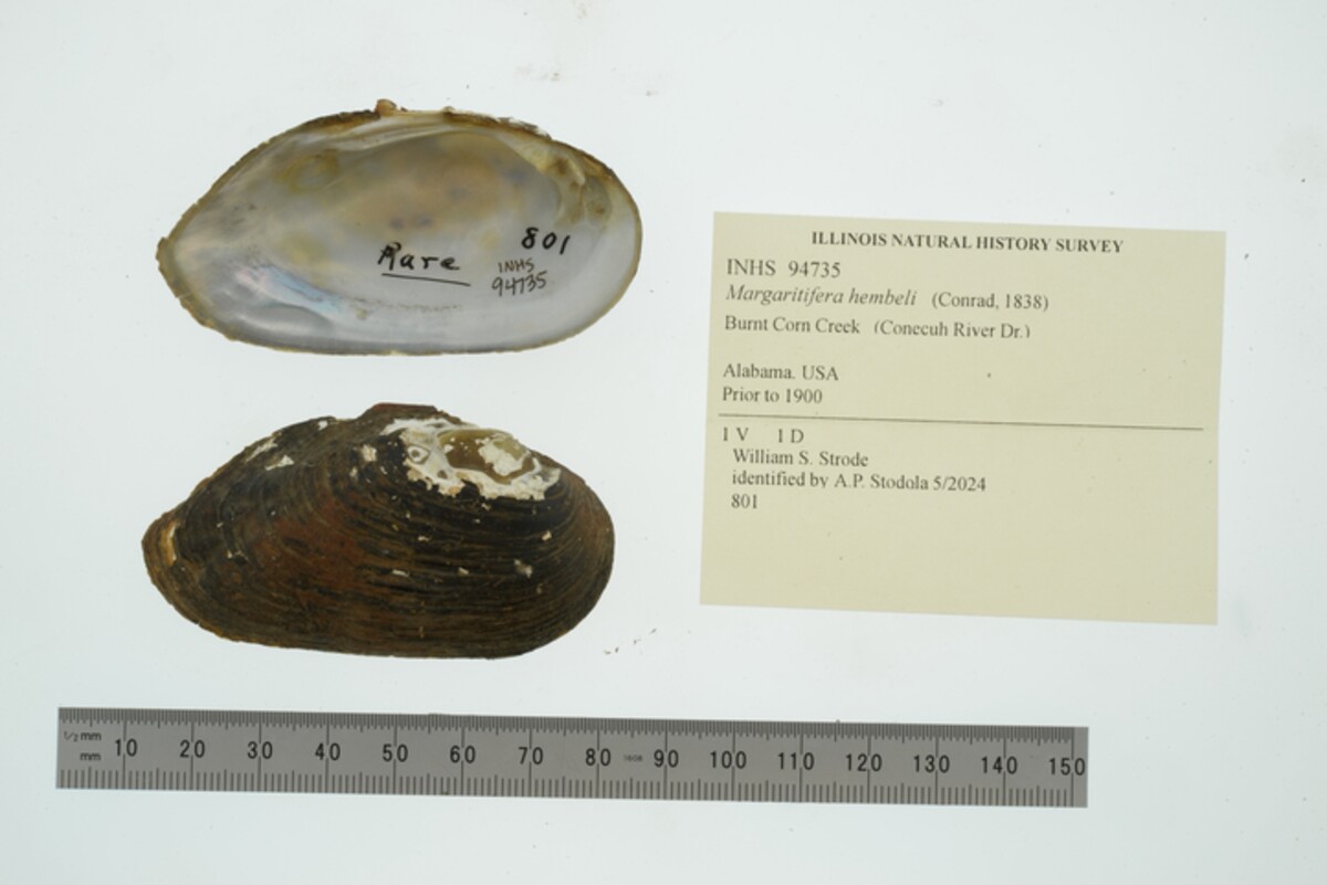 Margaritifera hembeli image