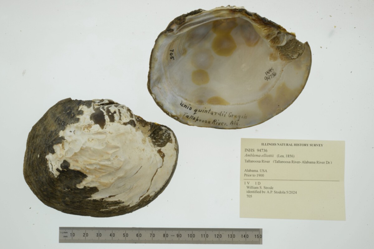 Amblema elliottii image