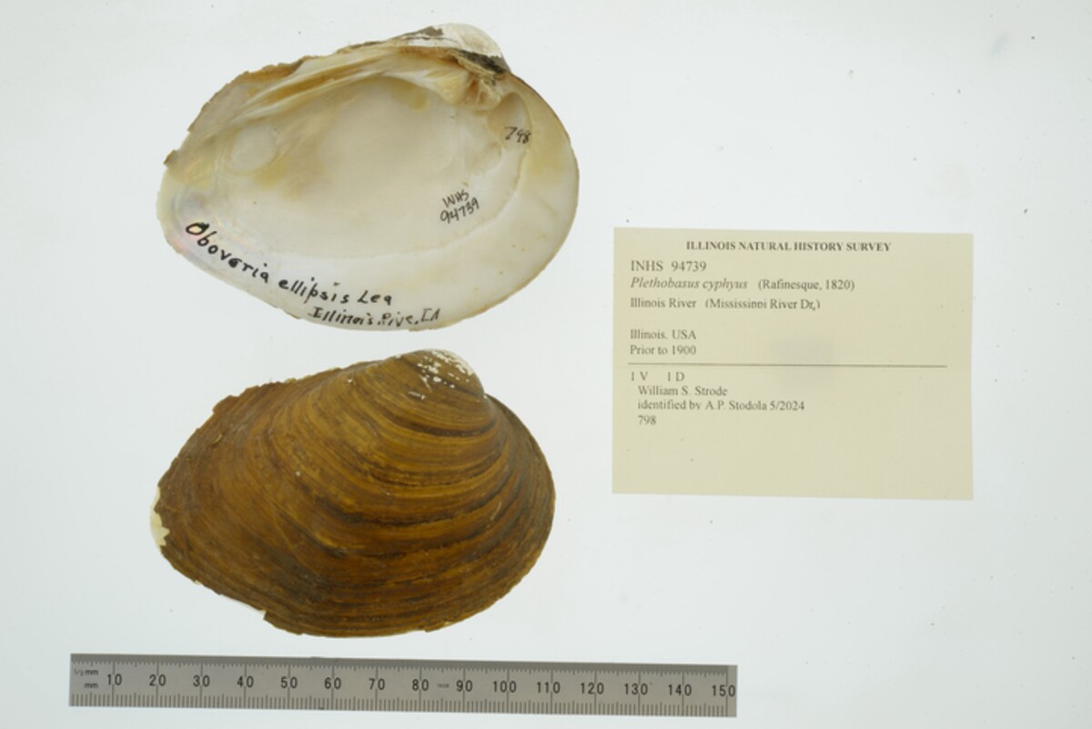 Plethobasus cyphyus image