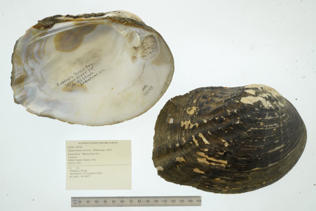 Megalonaias nervosa image