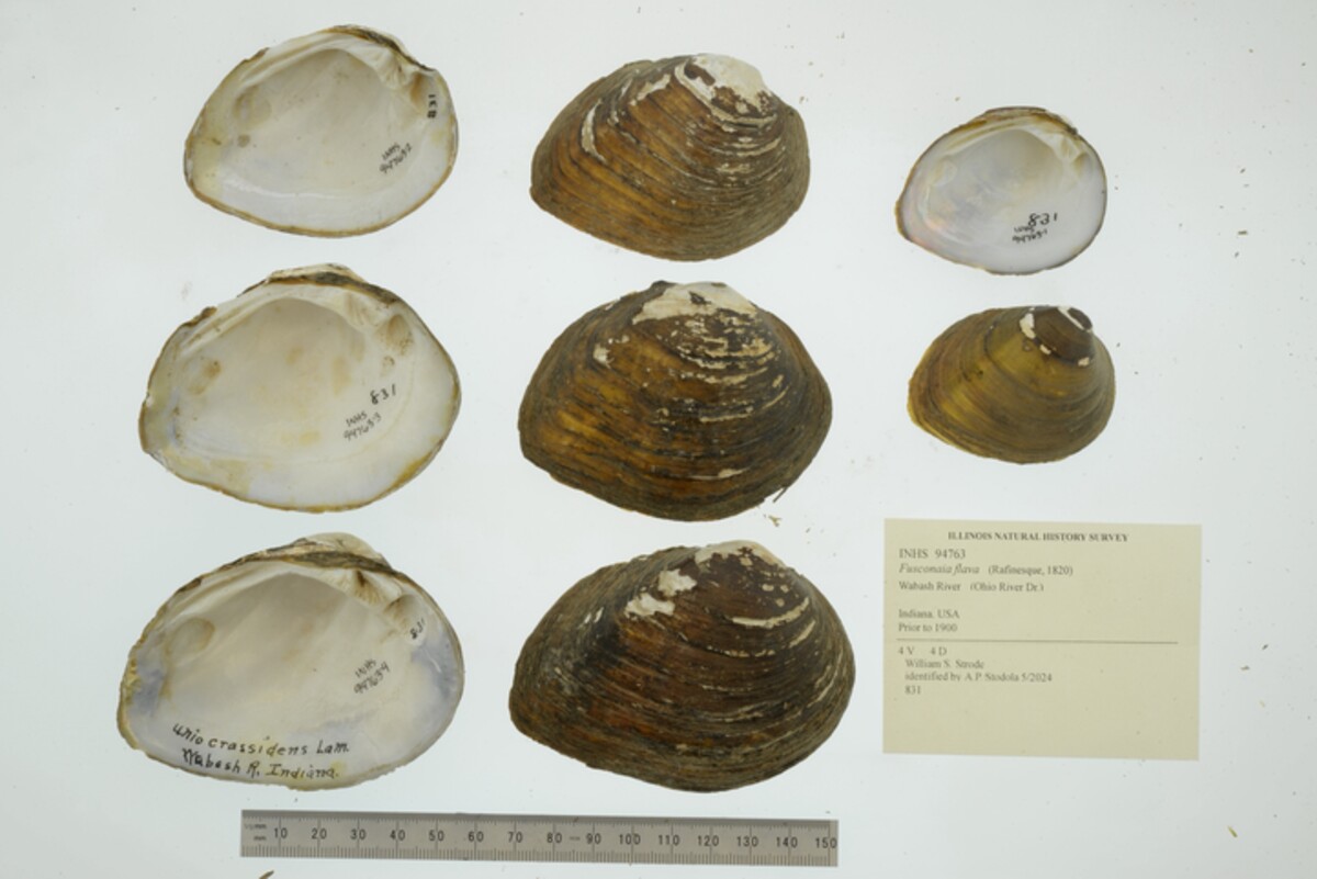 Fusconaia flava image