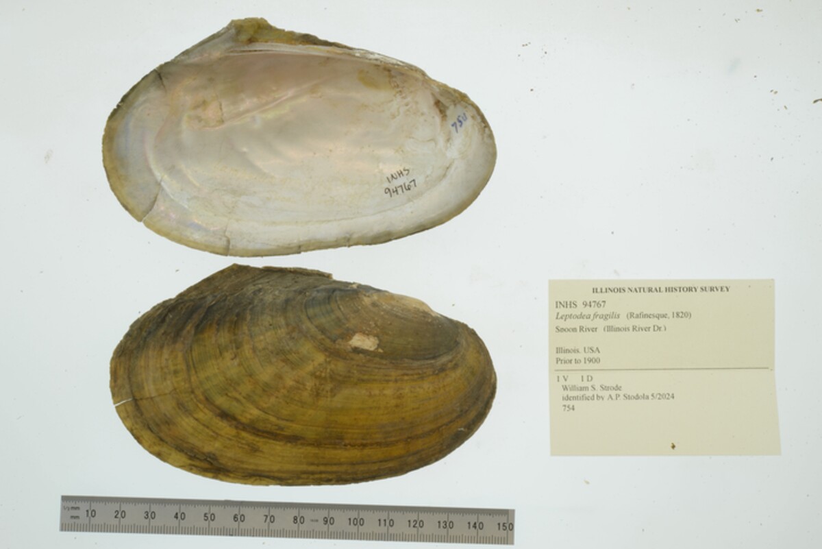 Leptodea fragilis image