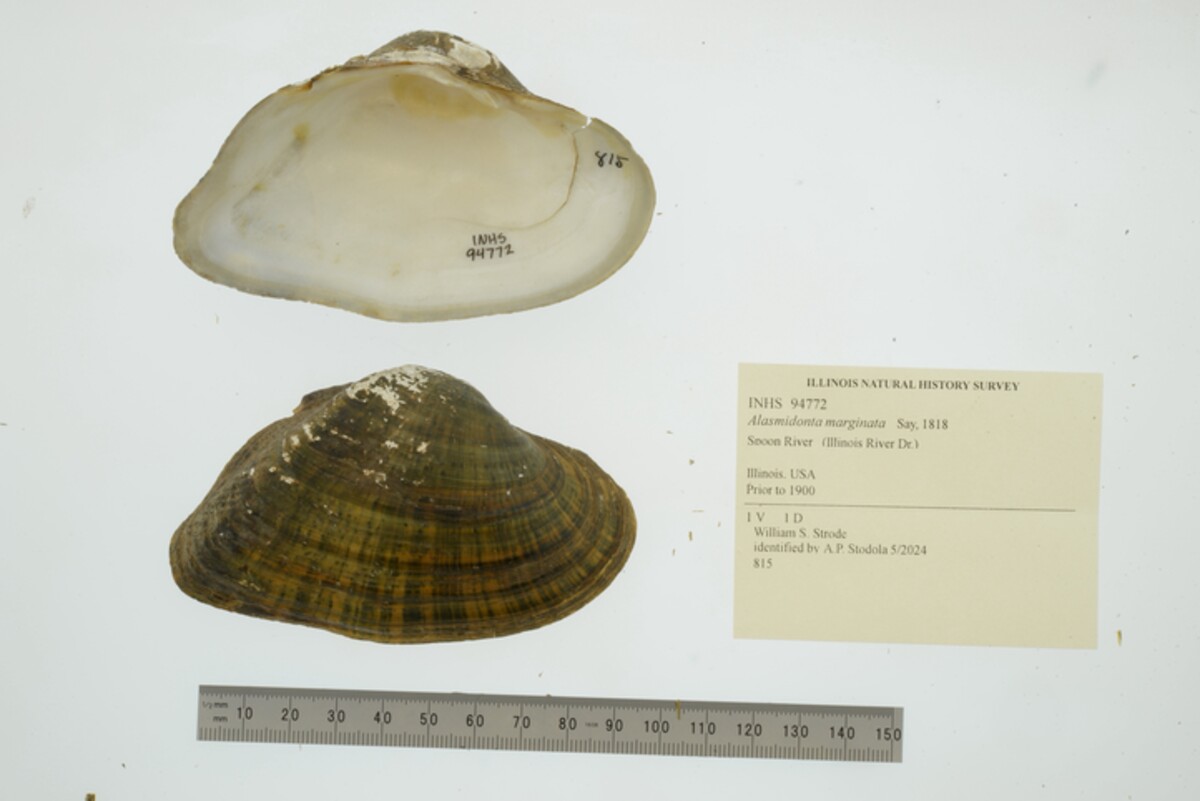 Alasmidonta marginata image