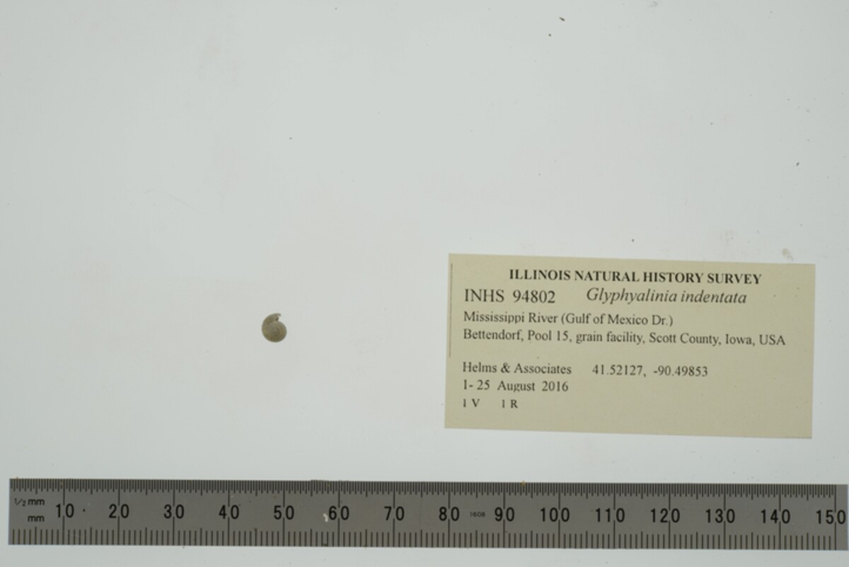 Glyphyalinia indentata image