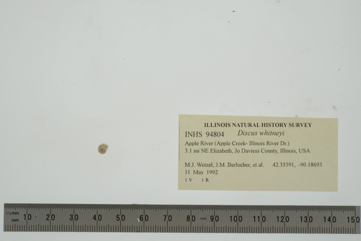 Discus whitneyi image