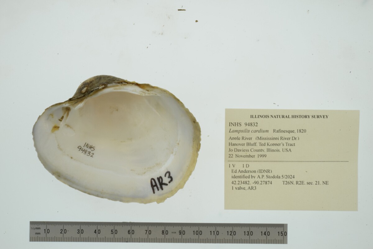 Lampsilis cardium image