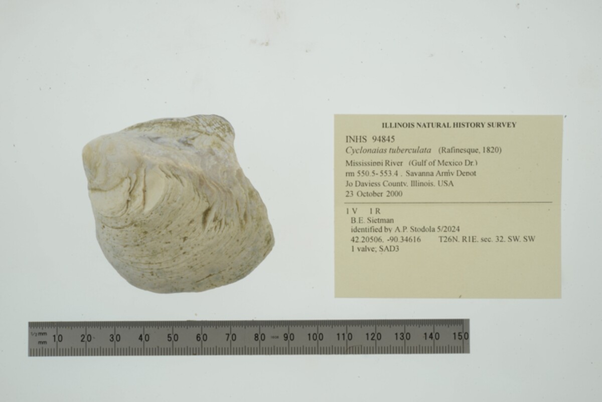 Cyclonaias tuberculata image