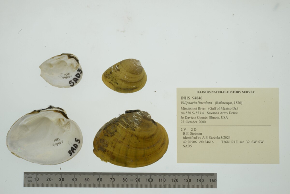 Ellipsaria image
