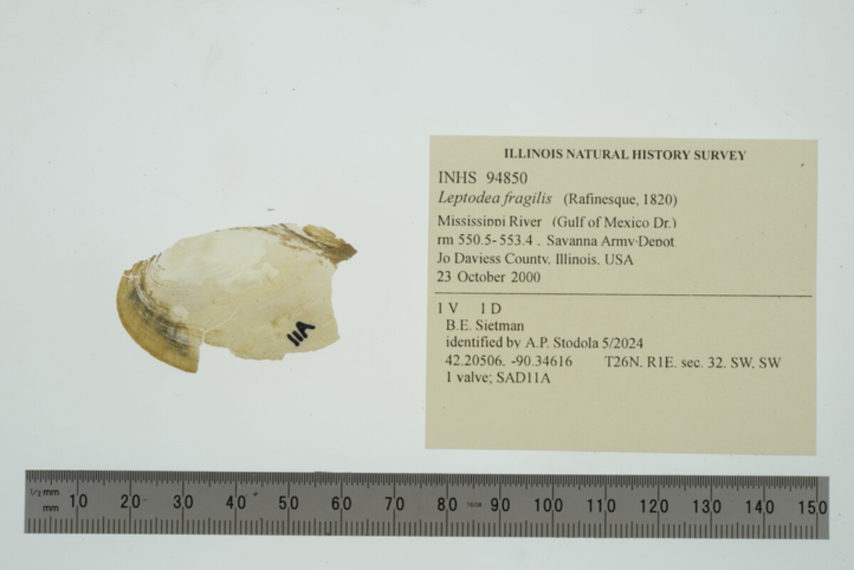 Leptodea fragilis image