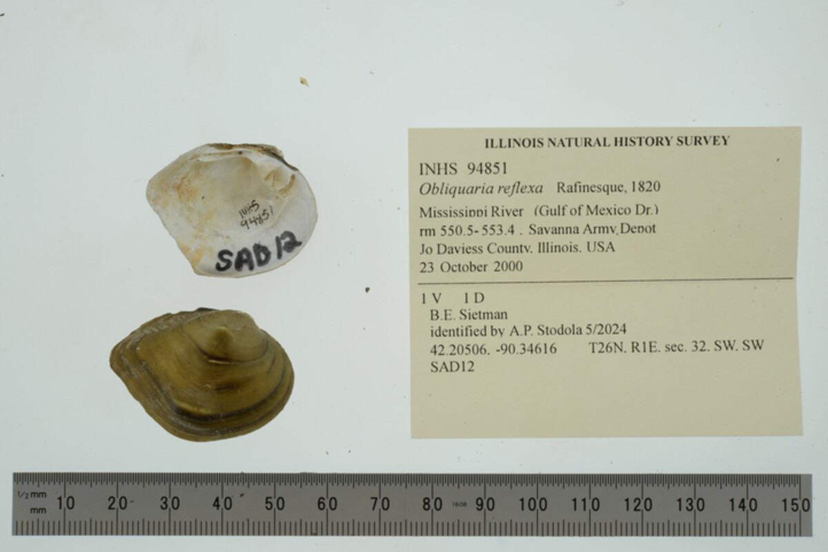 Obliquaria reflexa image