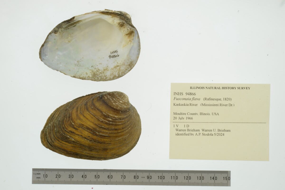 Fusconaia flava image