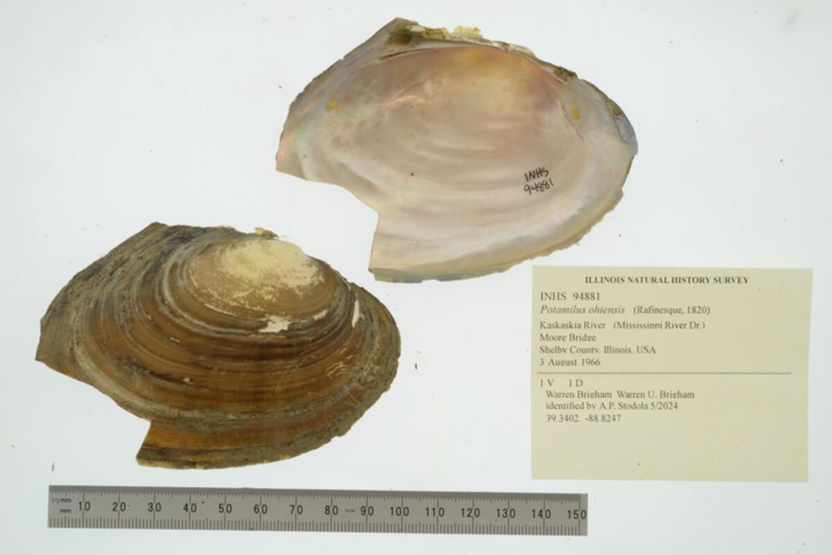 Potamilus ohiensis image