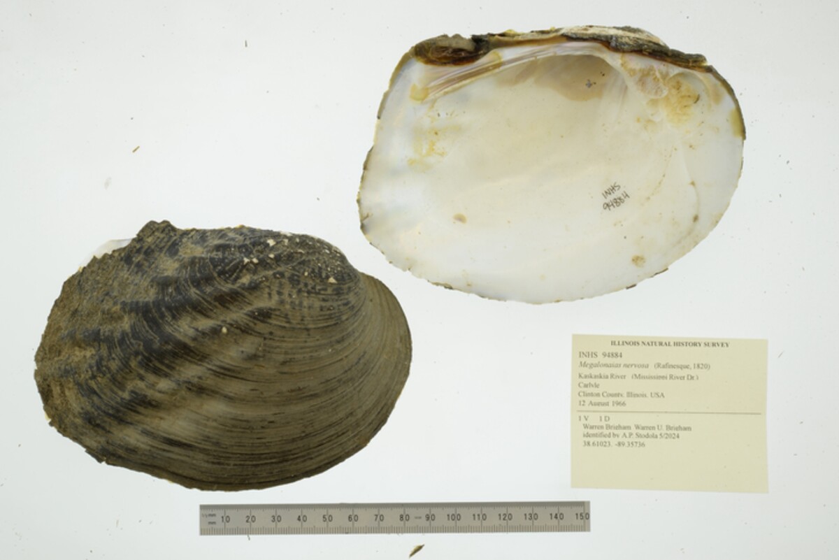 Megalonaias nervosa image