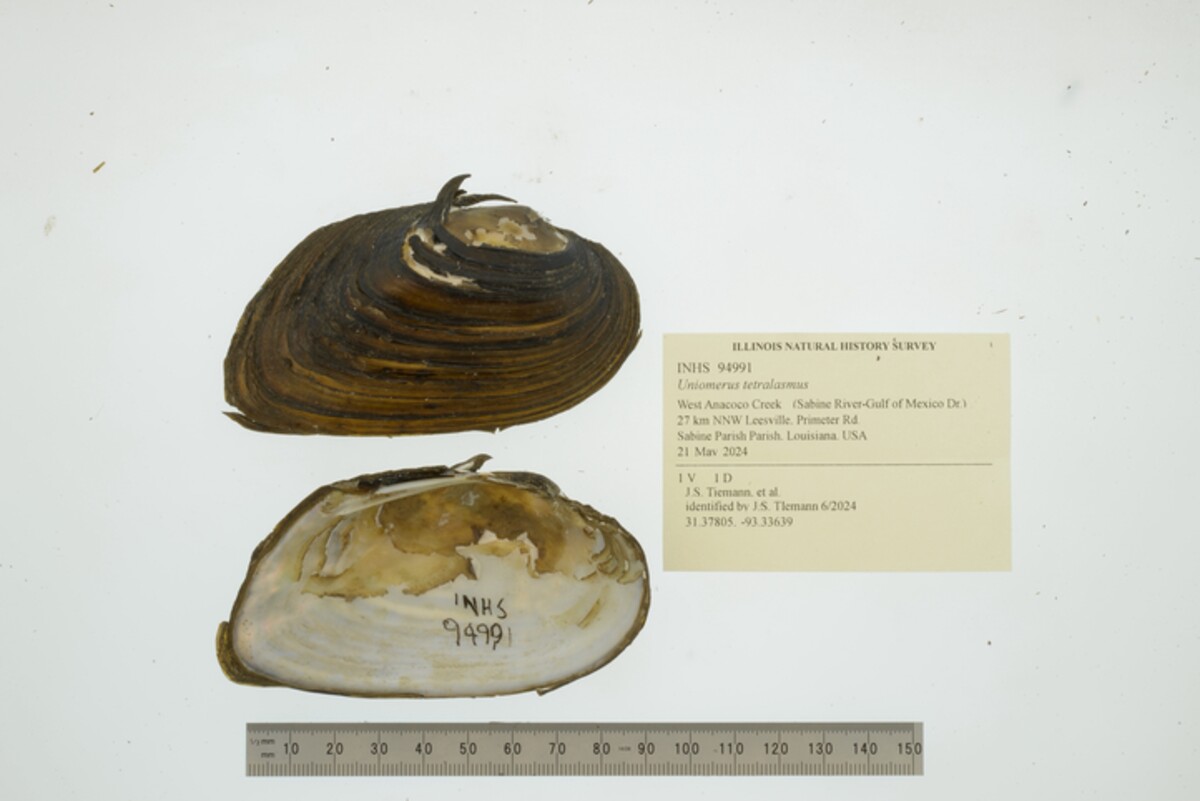 Uniomerus tetralasmus image