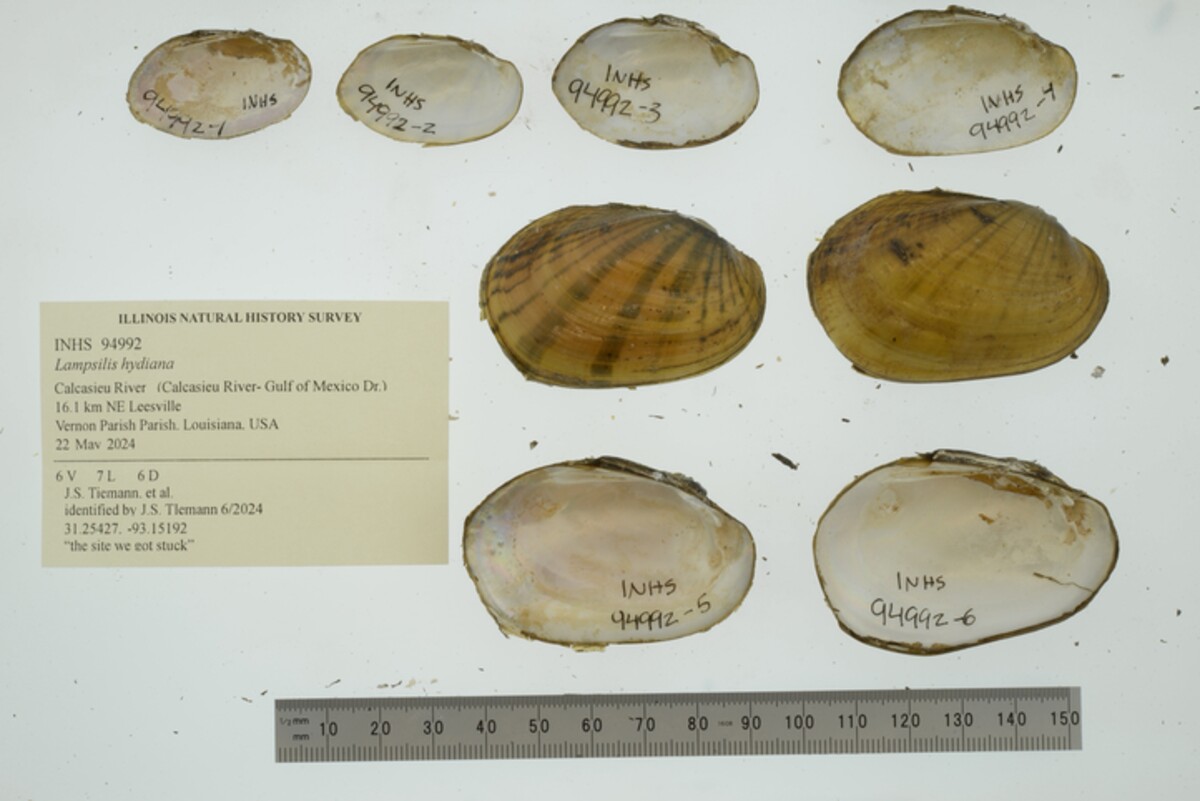 Lampsilis hydiana image