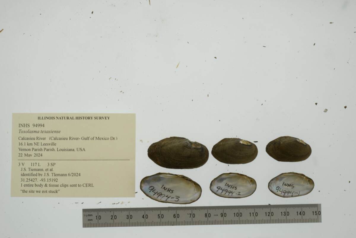 Toxolasma texasiense image