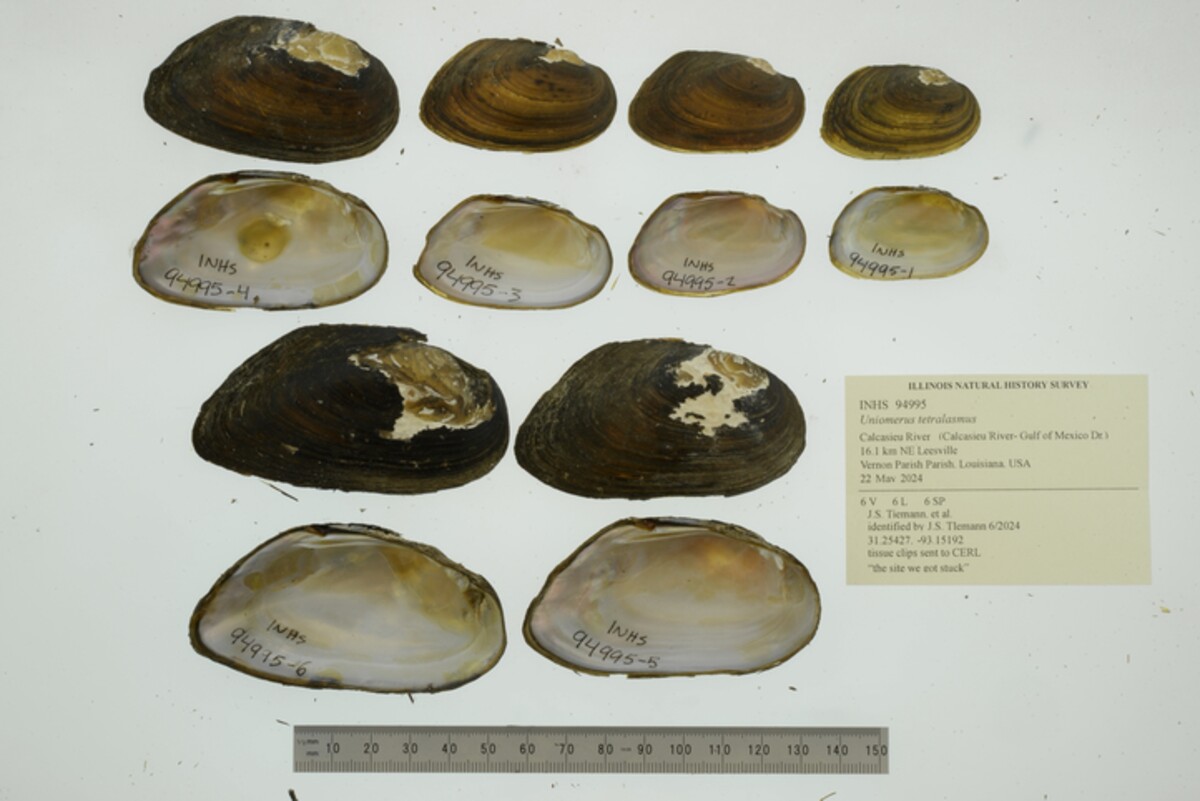 Uniomerus tetralasmus image