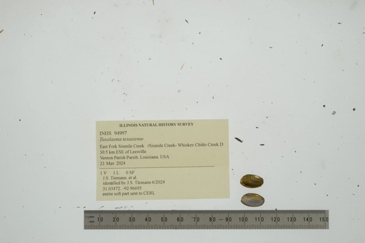 Toxolasma image