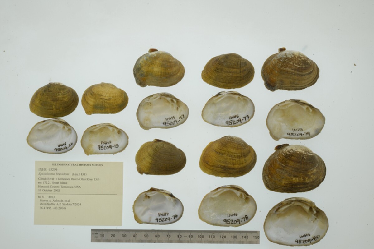 Tegula funebralis image