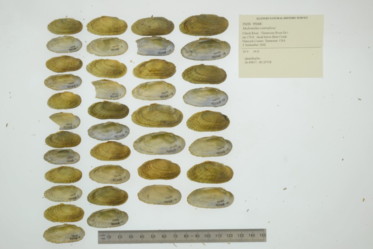 Medionidus conradicus image