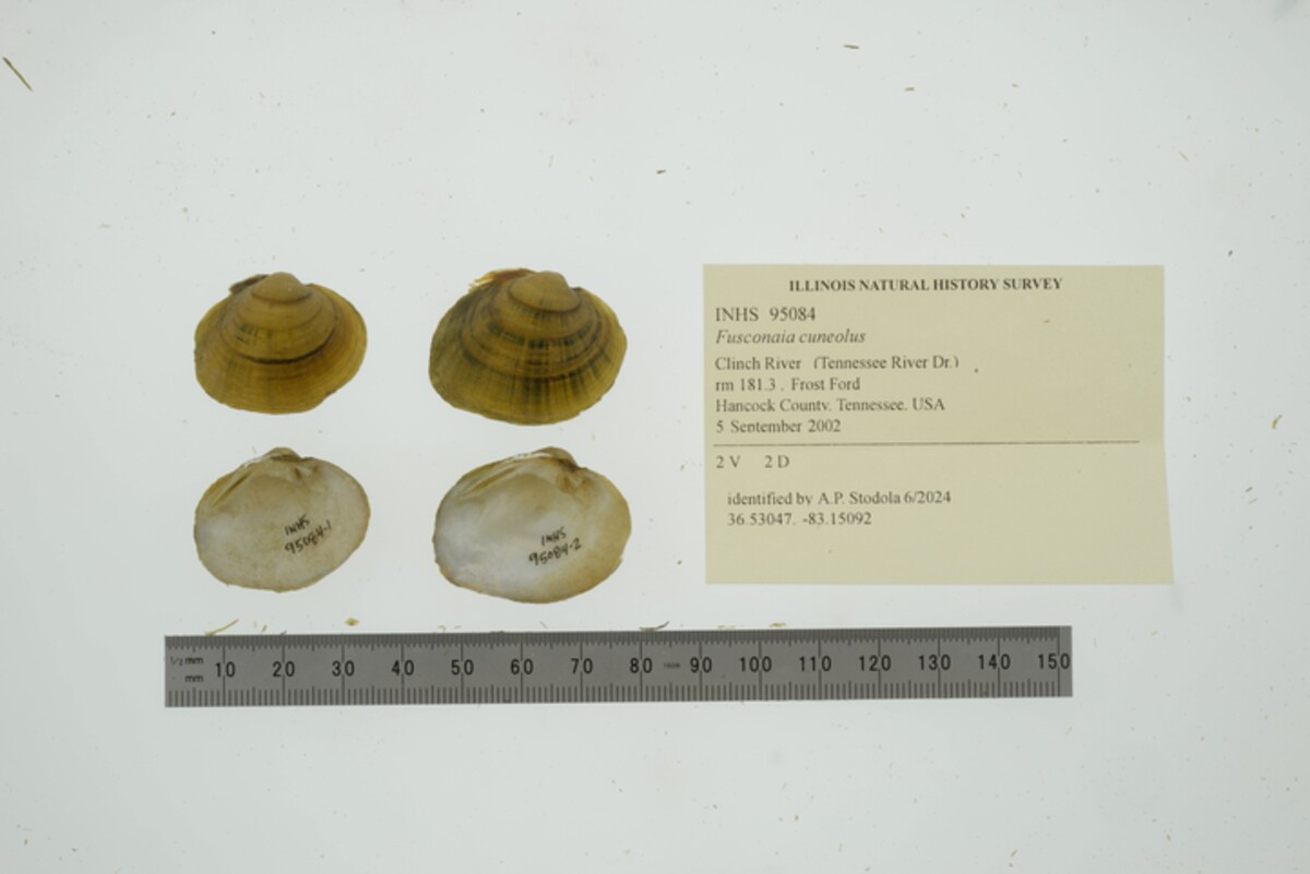 Fusconaia cuneolus image