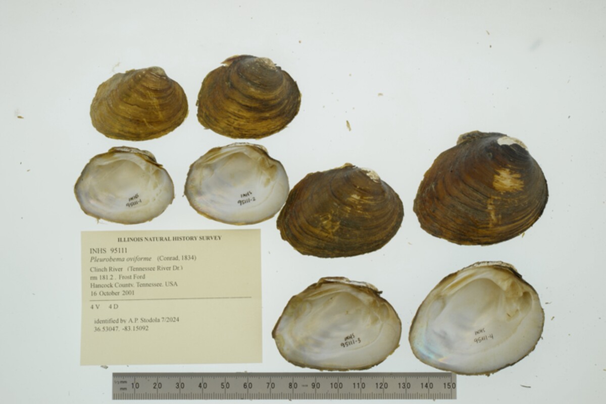 Pleurobema oviforme image