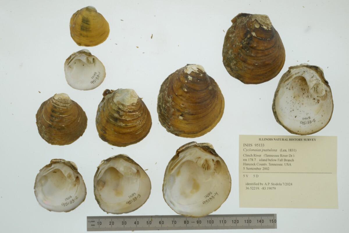 Cyclonaias pustulosa image