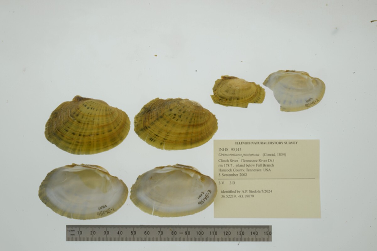 Ortmanniana image