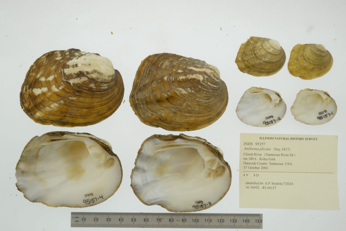 Amblemini image