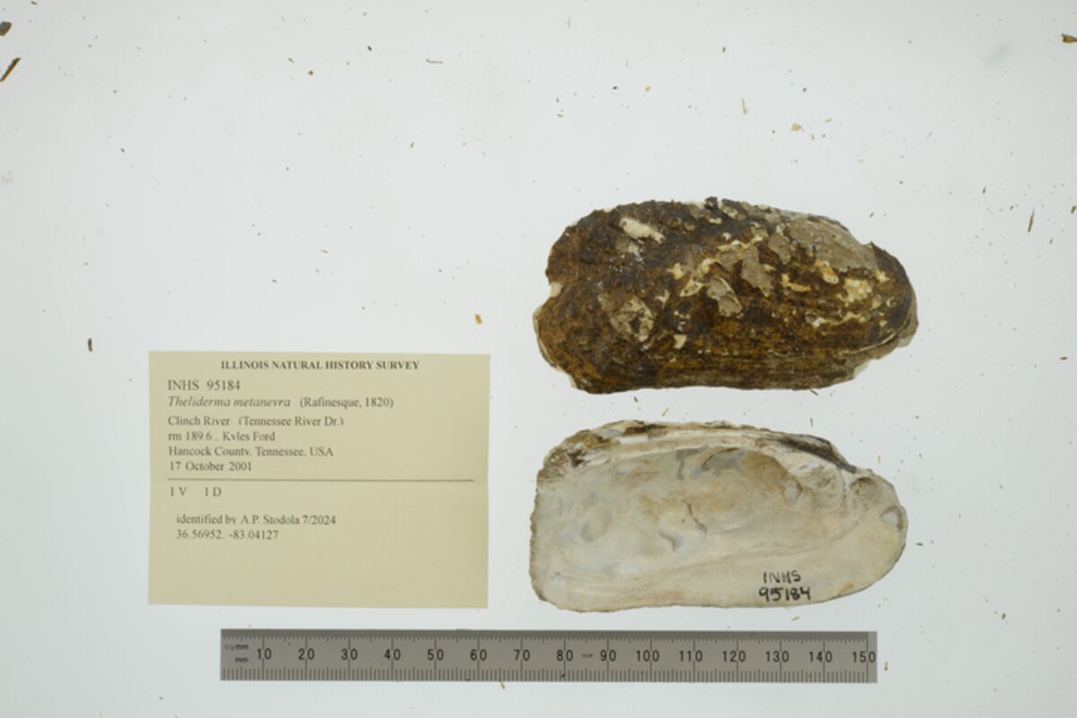 Theliderma image