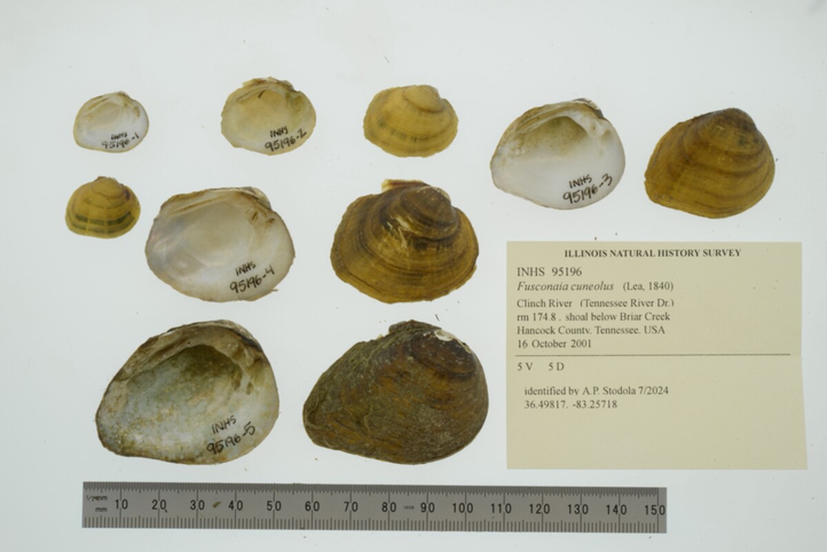 Fusconaia cuneolus image