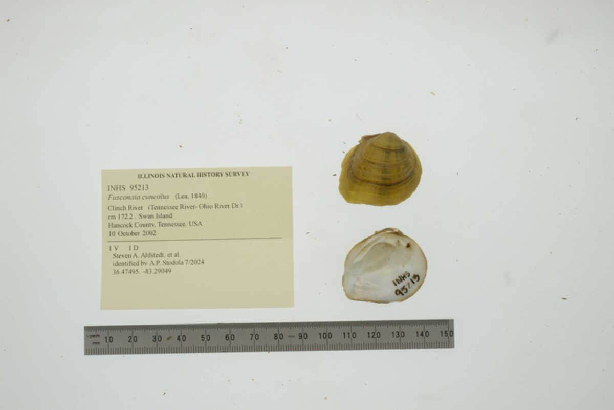 Fusconaia cuneolus image