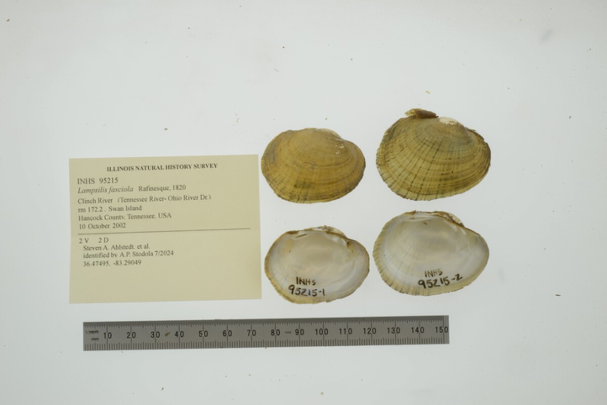 Lampsilis fasciola image