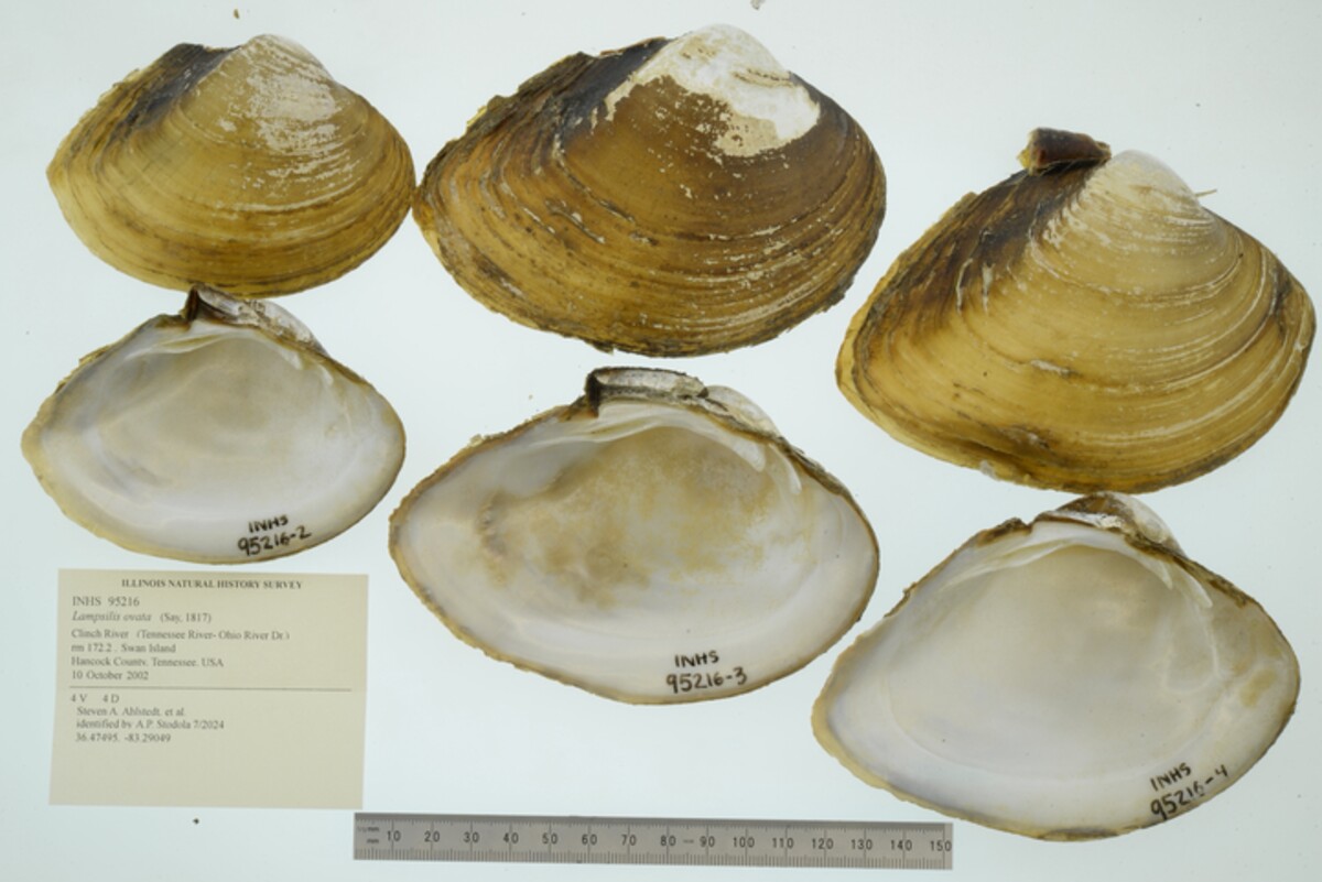 Lampsilis ovata image