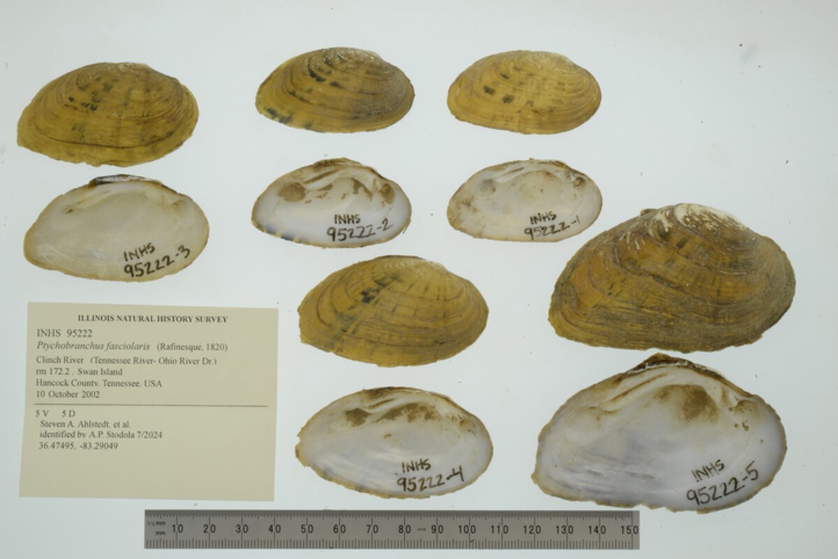 Ptychobranchus image