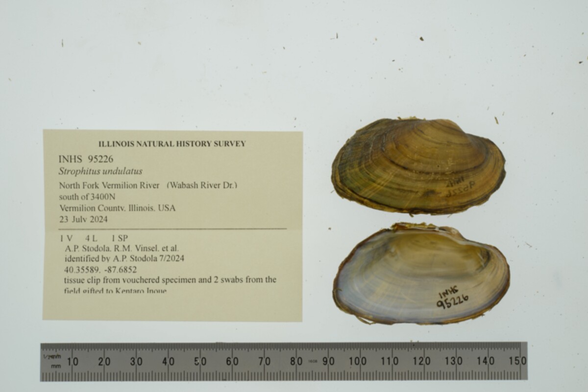 Strophitus undulatus image