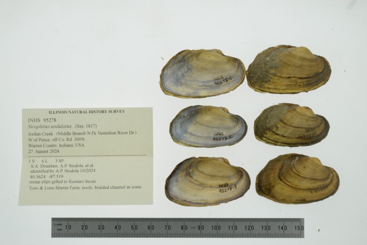 Strophitus undulatus image