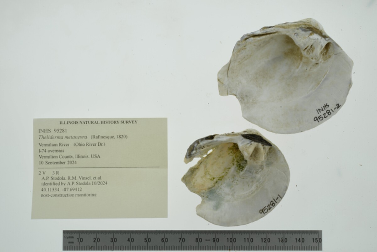 Theliderma metanevra image
