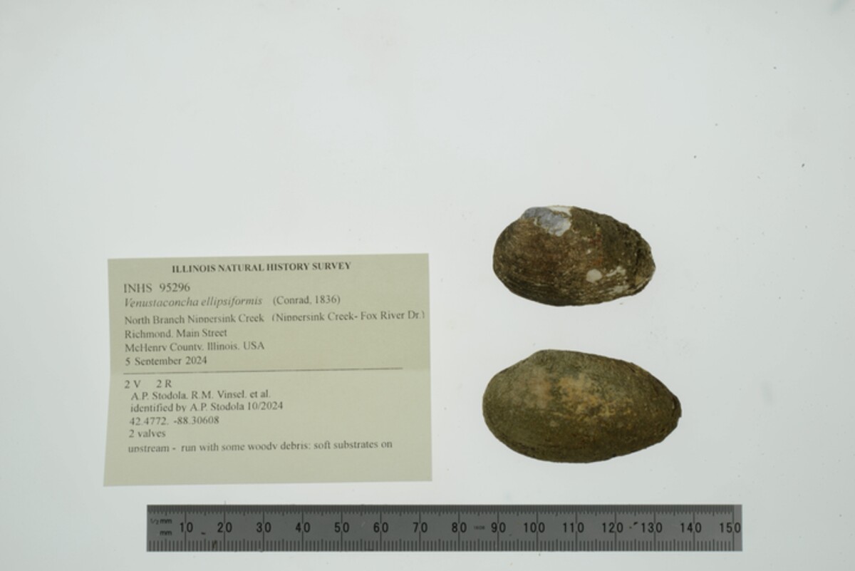 Venustaconcha ellipsiformis image